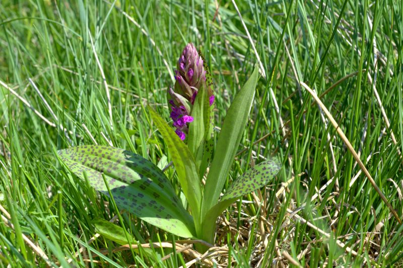 Dactylorhiza majalis?